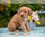 Puppy Adam Golden Retriever