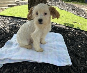 ShihPoo Puppy for sale in HARDY, AR, USA