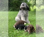 Small Photo #14 Sheepadoodle Puppy For Sale in BURLINGTON, KY, USA