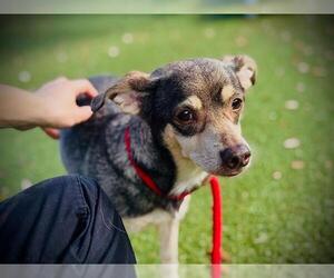 Chihuahua-Unknown Mix Dogs for adoption in Orlando, FL, USA