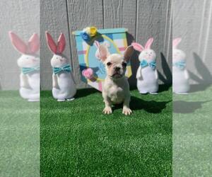 French Bulldog Puppy for sale in PERRIS, CA, USA