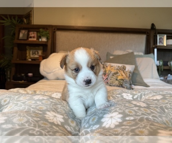 Medium Photo #24 Pembroke Welsh Corgi Puppy For Sale in GRAND RAPIDS, MI, USA