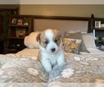 Small #23 Pembroke Welsh Corgi