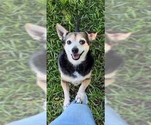 Maria Camila - Female Chihuahua-Unknown Mix Dog for Adoption - Photo #2