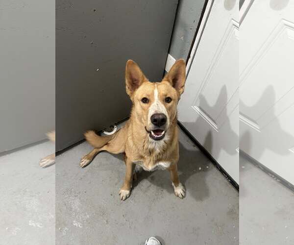 Medium Photo #1 Mutt Puppy For Sale in Alturas, CA, USA