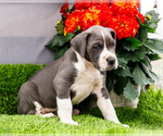Small #4 Great Dane
