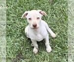 Small #9 Labrador Retriever Mix