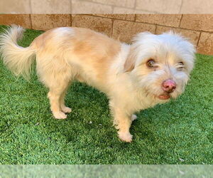 Mutt Dogs for adoption in Moreno Valley, CA, USA