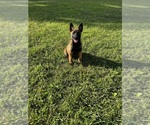Small Photo #3 Belgian Malinois Puppy For Sale in GREENVILLE, NC, USA