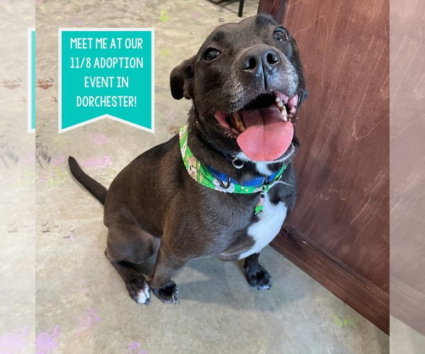 Medium Photo #49 American Pit Bull Terrier-Labrador Retriever Mix Puppy For Sale in Boston, MA, USA