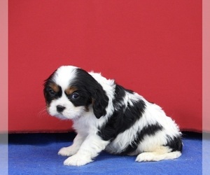 Medium Cavalier King Charles Spaniel
