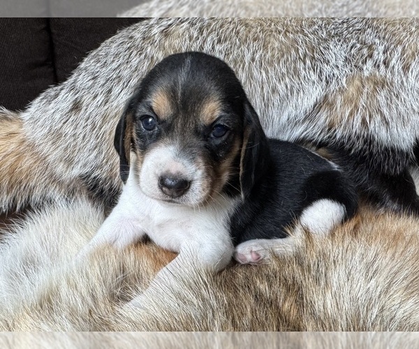 Medium Photo #1 Beagle Puppy For Sale in FORDLAND, MO, USA