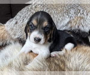 Beagle Puppy for sale in FORDLAND, MO, USA
