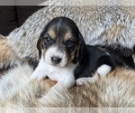 Small Beagle