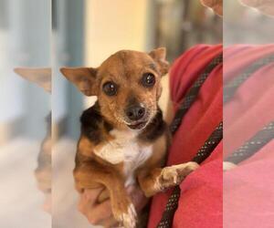 Chihuahua Dogs for adoption in Santa Maria, CA, USA