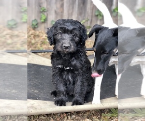 Aussiedoodle Puppy for sale in FAIR OAKS, CA, USA