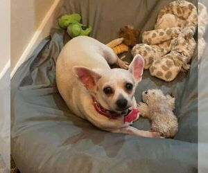 Rat-Cha Dogs for adoption in Princeton, MN, USA