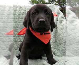 Labrador Retriever Dogs for adoption in Grovertown, IN, USA