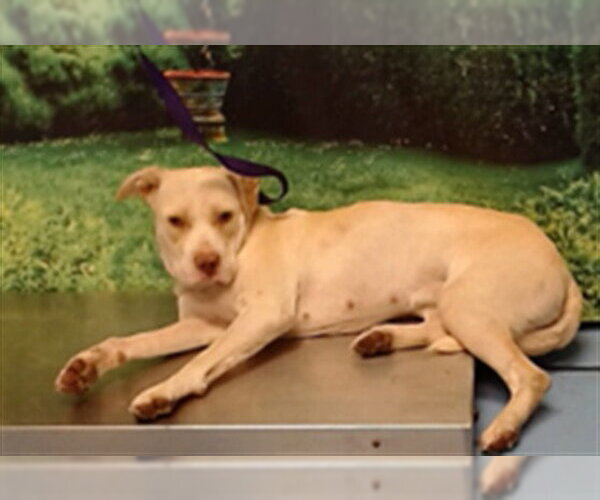 Medium Photo #1 Mutt Puppy For Sale in Moreno Valley, CA, USA