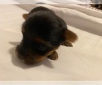 Puppy Puppy 3 Yorkshire Terrier