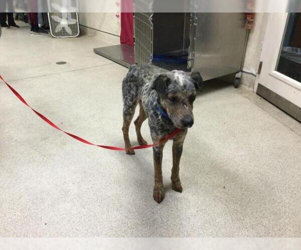 Medium Photo #1 Mutt Puppy For Sale in Riverside, CA, USA