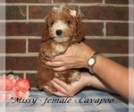 Small #2 Cavapoo (Miniature)