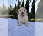 Small #1 Golden Retriever