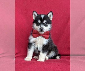 Pomsky Puppy for sale in EPHRATA, PA, USA
