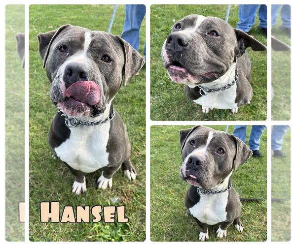 Medium Photo #1 American Staffordshire Terrier Puppy For Sale in Pierceton , IN, USA