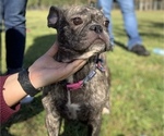 Small Photo #1 French Bulldog Puppy For Sale in PLANT CITY, FL, USA