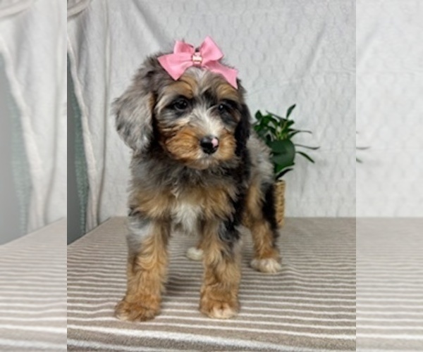 Medium Photo #1 Bernedoodle (Miniature) Puppy For Sale in GREENFIELD, IN, USA