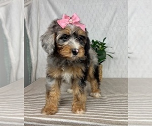 Bernedoodle (Miniature) Puppy for sale in GREENFIELD, IN, USA