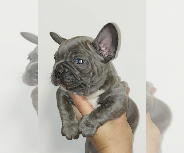 Medium Photo #10 French Bulldog Puppy For Sale in JACKSONVILLE, FL, USA