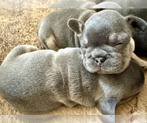 French Bulldog Litter for sale in VACAVILLE, CA, USA