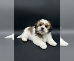 Zuchon Puppy for sale in FAIRBANK, IA, USA