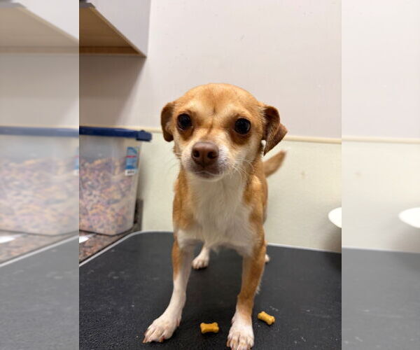 Medium Photo #1 Chihuahua Puppy For Sale in Great Bend, KS, USA