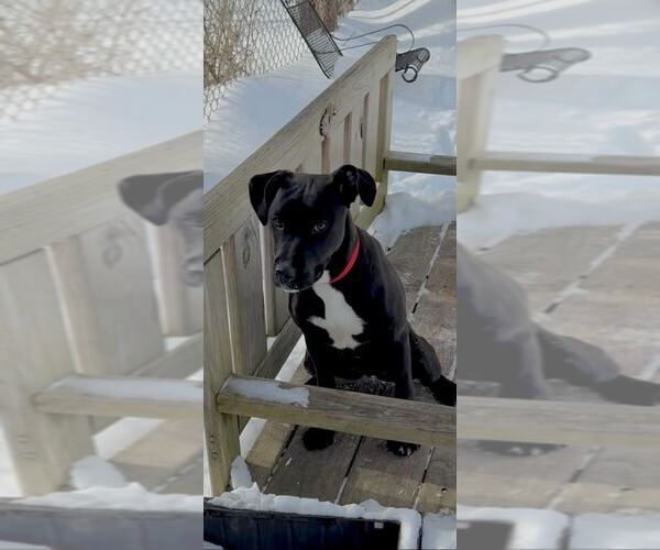 Medium Photo #5 Mutt Puppy For Sale in Elmsford, NY, USA