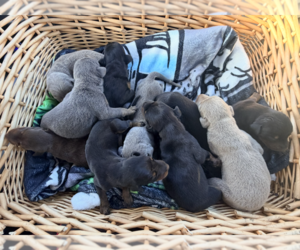 Doberman Pinscher Puppy for Sale in TAHLEQUAH, Oklahoma USA