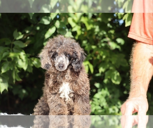 Medium Photo #8 Poodle (Miniature) Puppy For Sale in DYERSBURG, TN, USA
