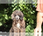 Small #7 Poodle (Miniature)