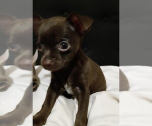Chihuahua Puppy for sale in CAMP SPRINGS, MD, USA