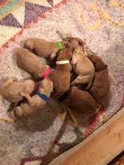 Golden Retriever Puppy for sale in WARSAW, NY, USA