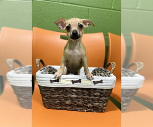 Chihuahua Dogs for adoption in Temple, TX, USA