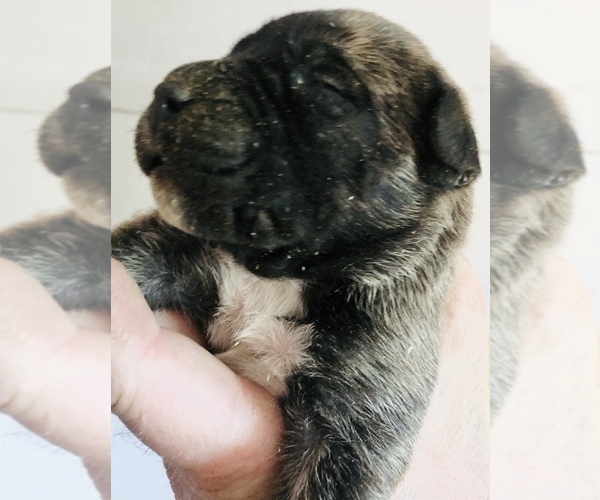 Medium Photo #2 Presa Canario Puppy For Sale in MESA, AZ, USA