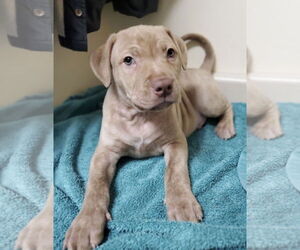 Labrador Retriever-Unknown Mix Dogs for adoption in Pottstown, PA, USA