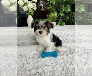 YorkiePoo Puppy for sale in GREENFIELD, IN, USA