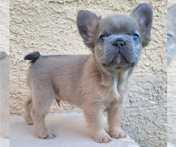 Medium Photo #3 French Bulldog Puppy For Sale in LAS VEGAS, NV, USA