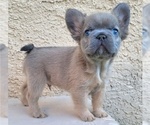 Small #2 French Bulldog