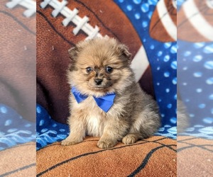Pomeranian Puppy for sale in LINCOLN UNIV, PA, USA