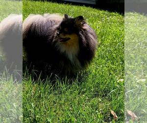 Mother of the Pomeranian puppies born on 07/22/2025